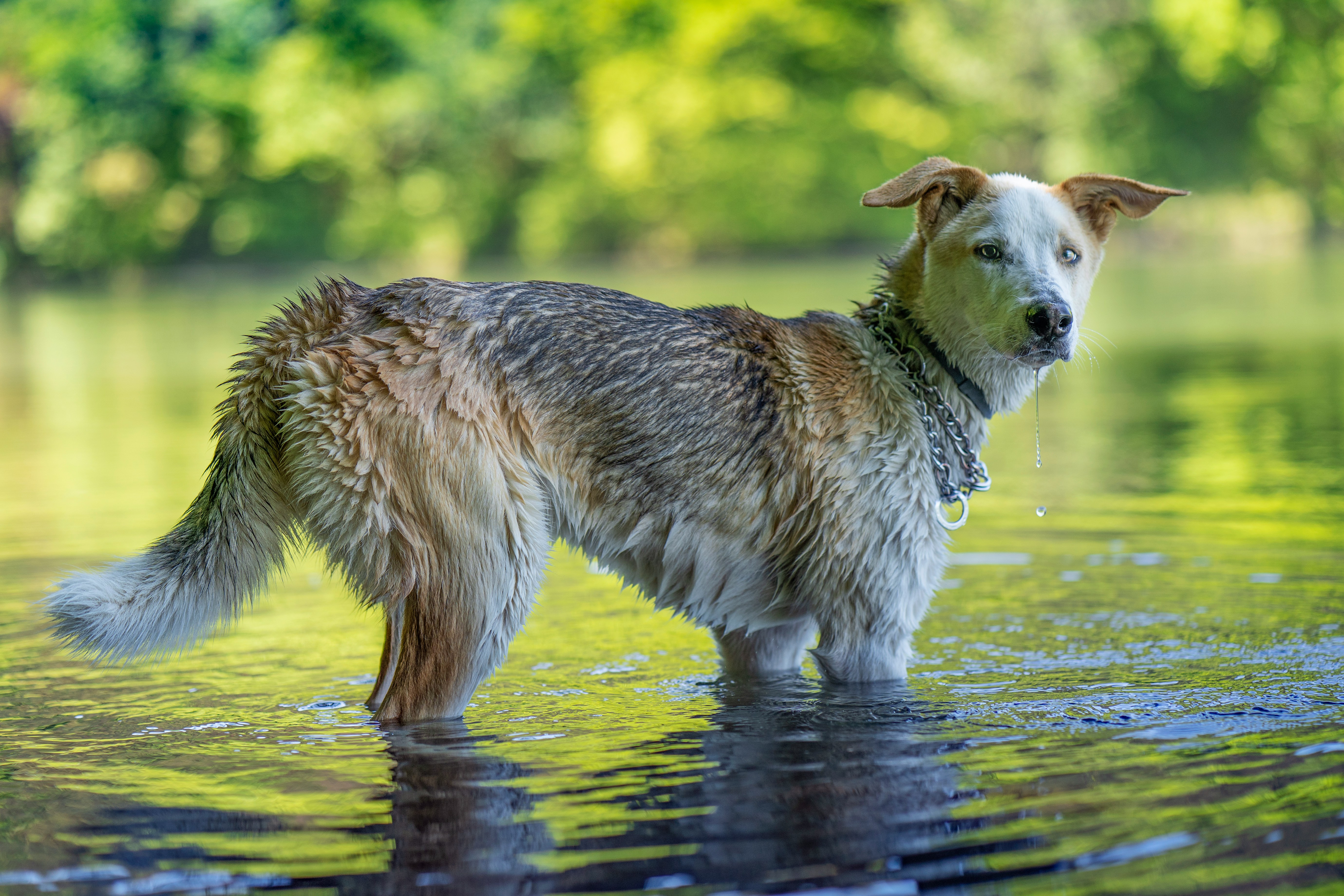 Vorschau Hundebadestellen